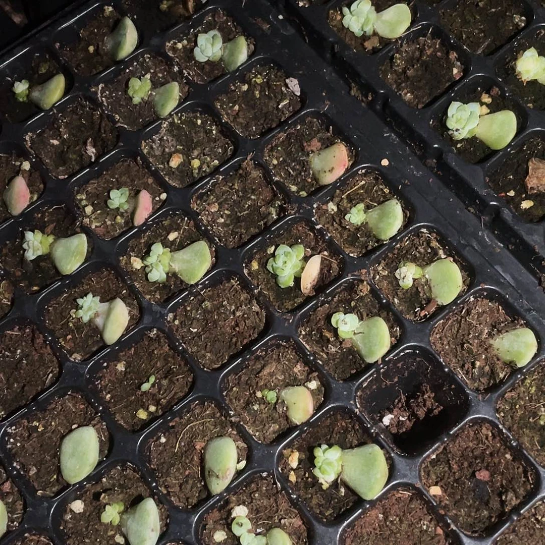 芝兰芝麻穴一个满25包邮