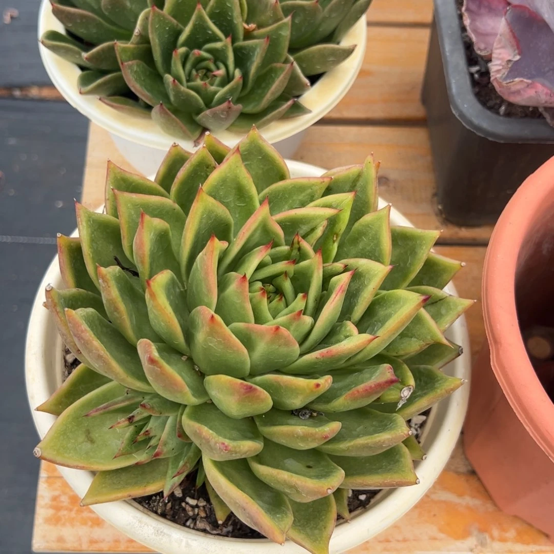 多肉植物乌木原始种