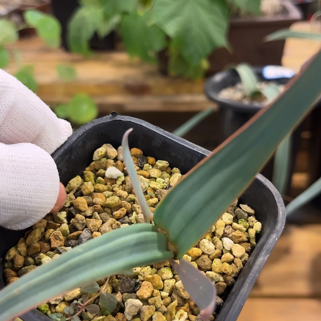汤圆植物6百岁兰漂亮