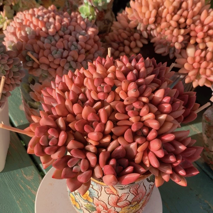 桃花源朵朵无砍自然群