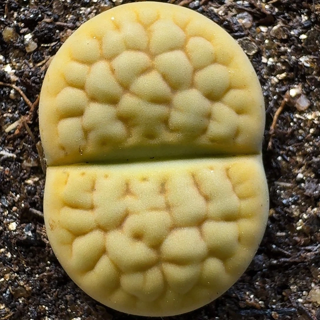 生石花1111111。   216