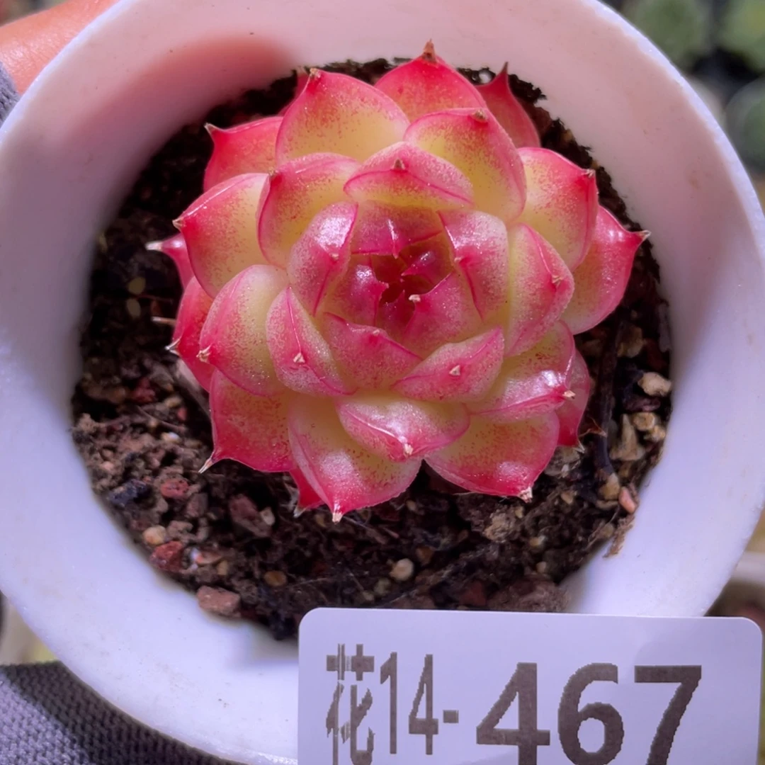 花利美14-467海王