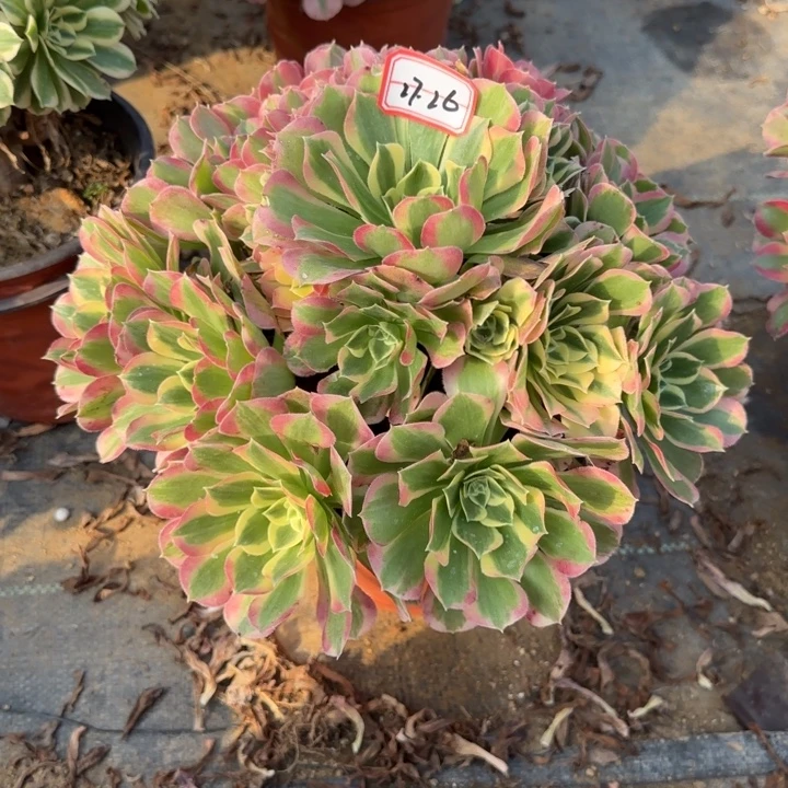 27-26粉玲珑多肉不包售后