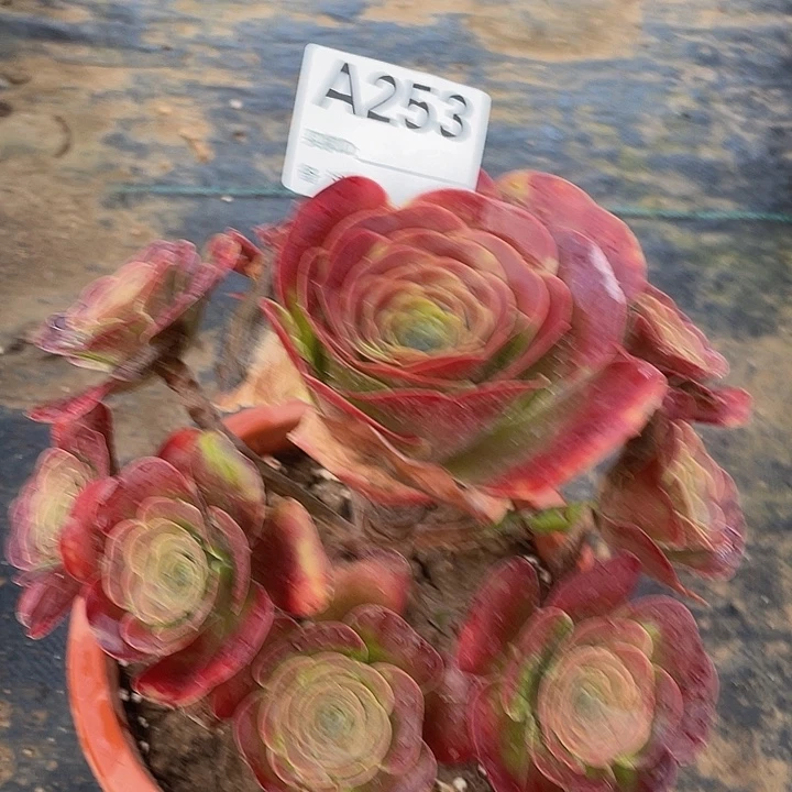 253魅金11111多肉
