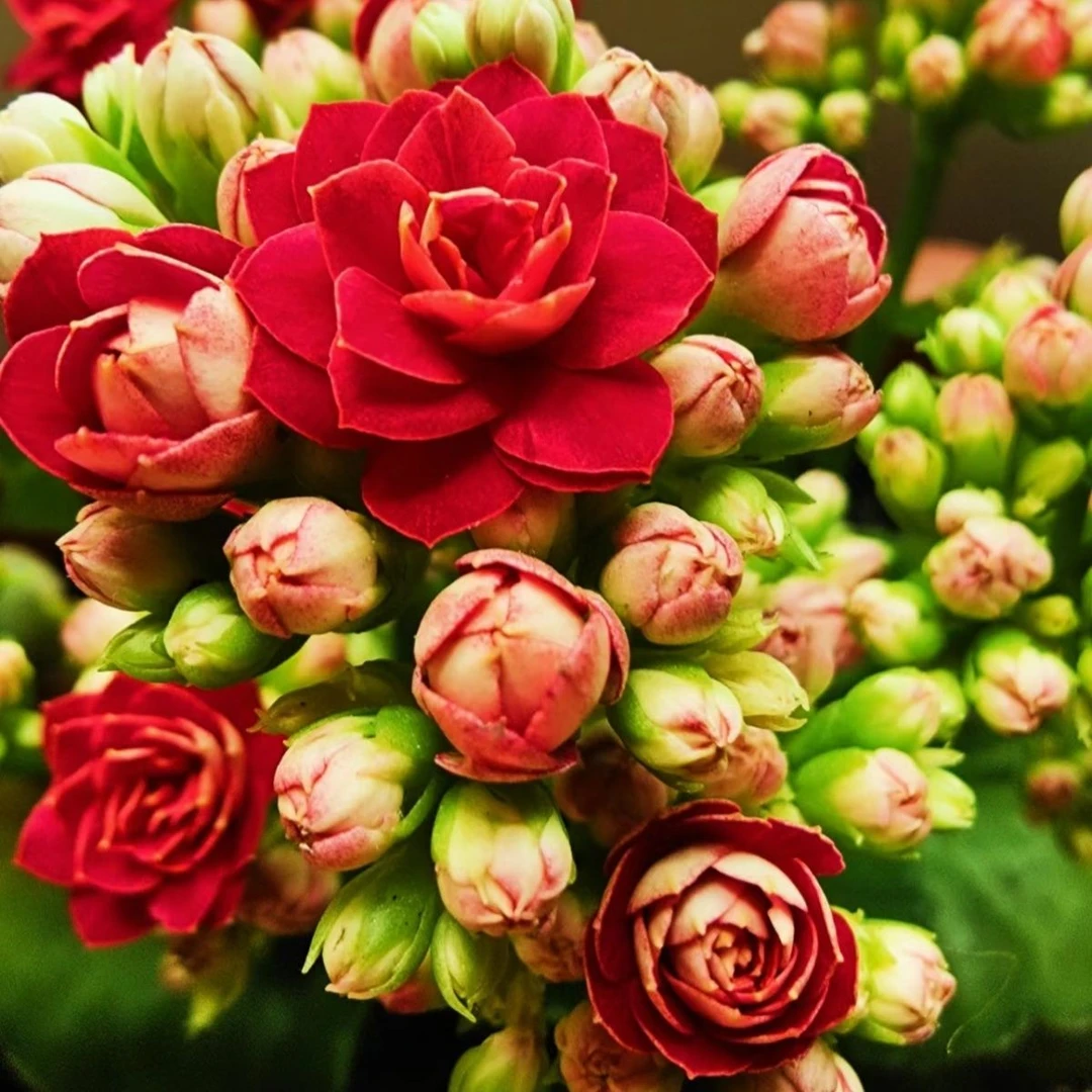 红狐狸130大盆长寿花