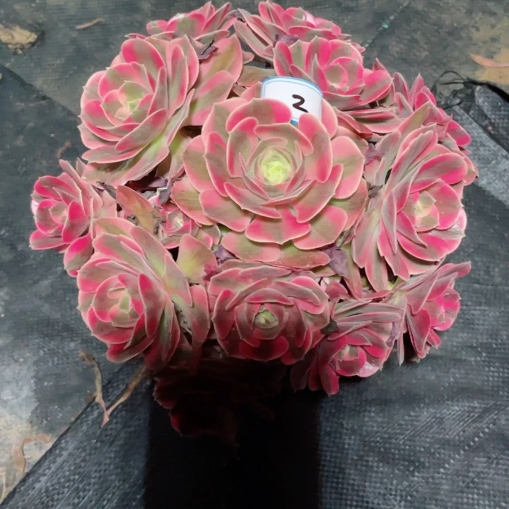 2老庄多肉法师女巫