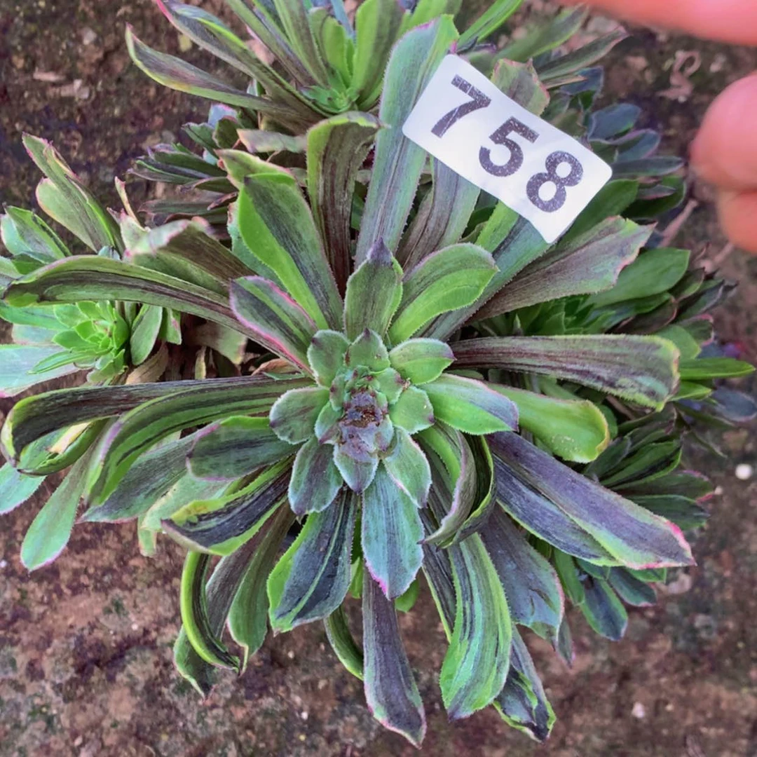 【闪购商品】758花脸多肉