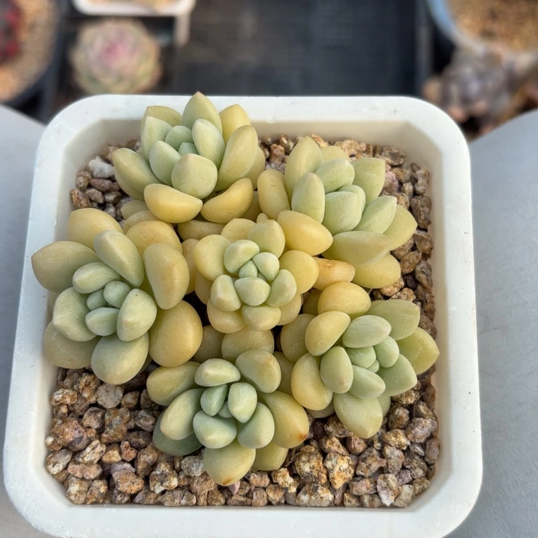 全部花朵泡泡糖11
