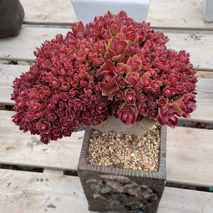 多肉植物的生长发育02