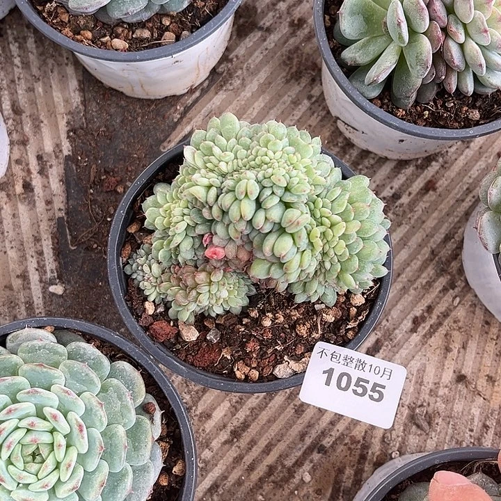 阿雅园艺。       1055白胖子缀