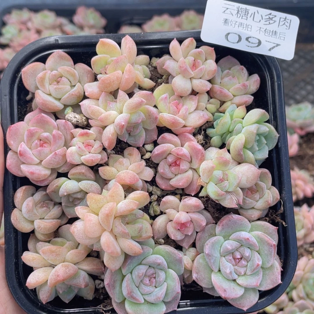 云糖心多肉植物97