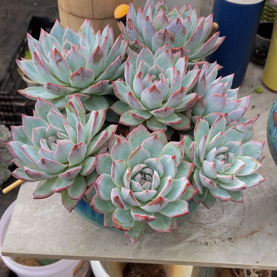 友***烧粉蓝鸟多肉植物群