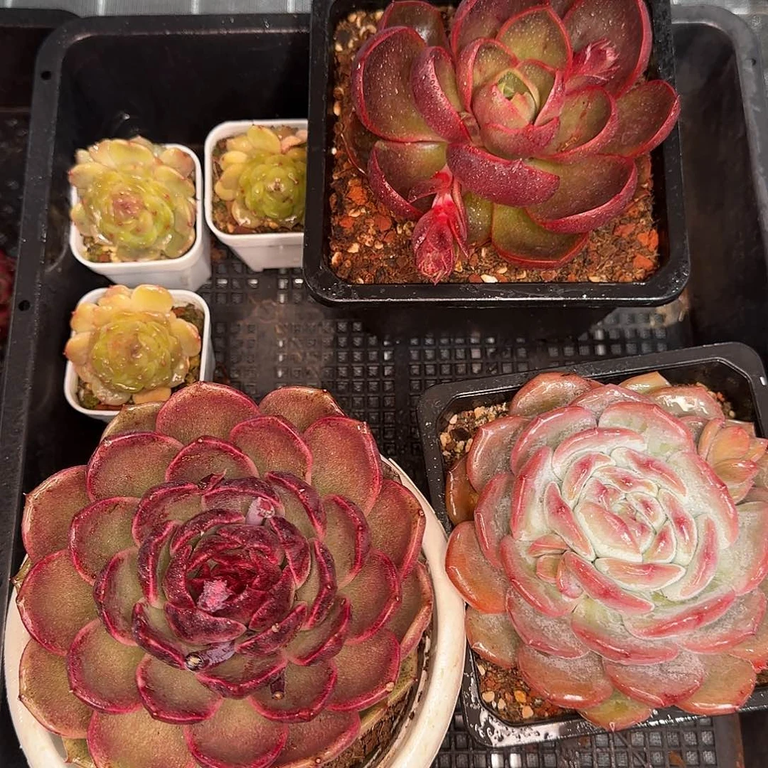 从前慢花园多肉编号惊喜套餐