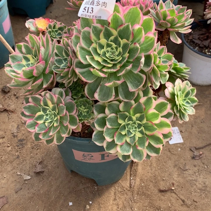 雨***尖513海仙多肉植物特价