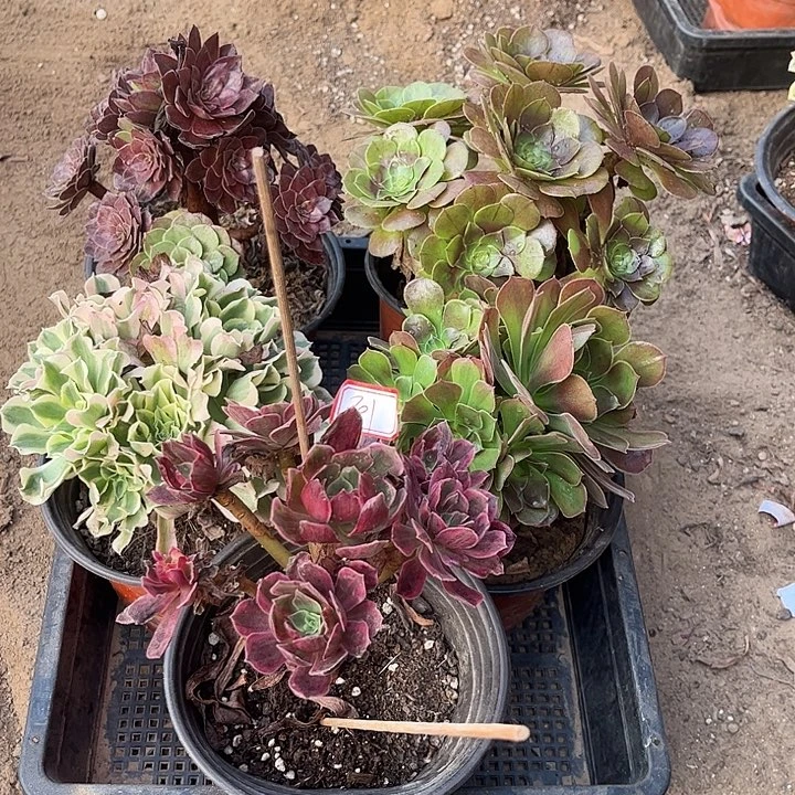 801多肉植物组合，