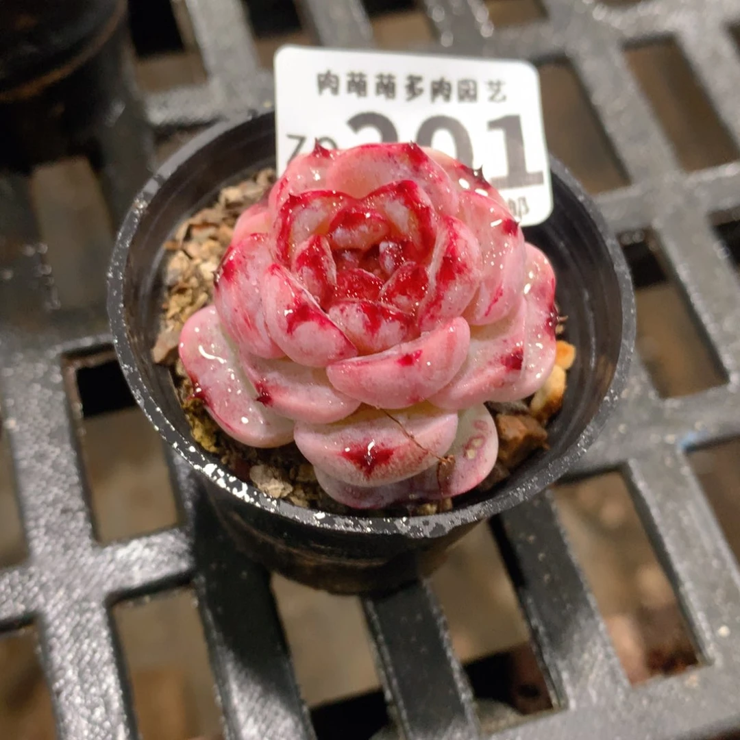 肉萌萌拇指盆精控多肉ZQ201