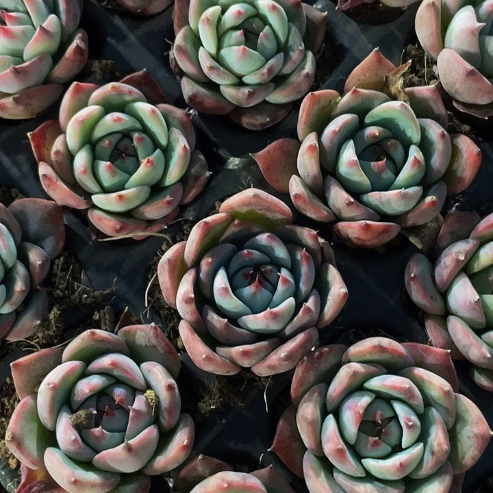 吉娃娃1元带土发