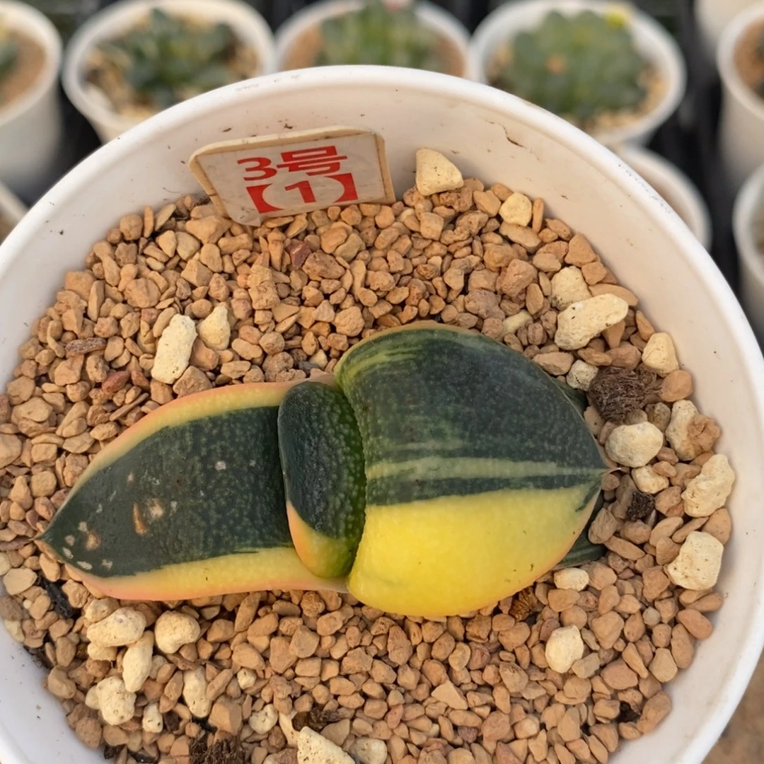 31蜗牛十二卷多肉植物