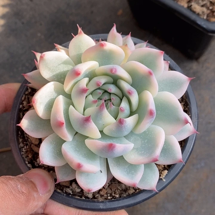 心*情吉娃娃锦多肉植物