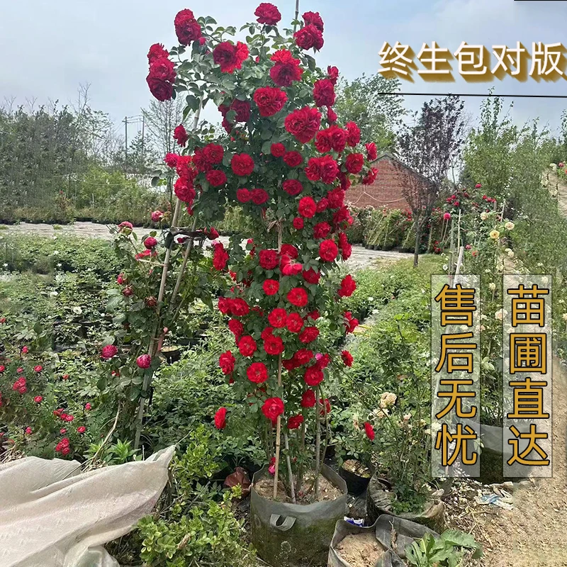 佛罗伦蒂娜大型爬藤月季花苗蔷薇老桩盆栽地栽庭院南北方四季开花