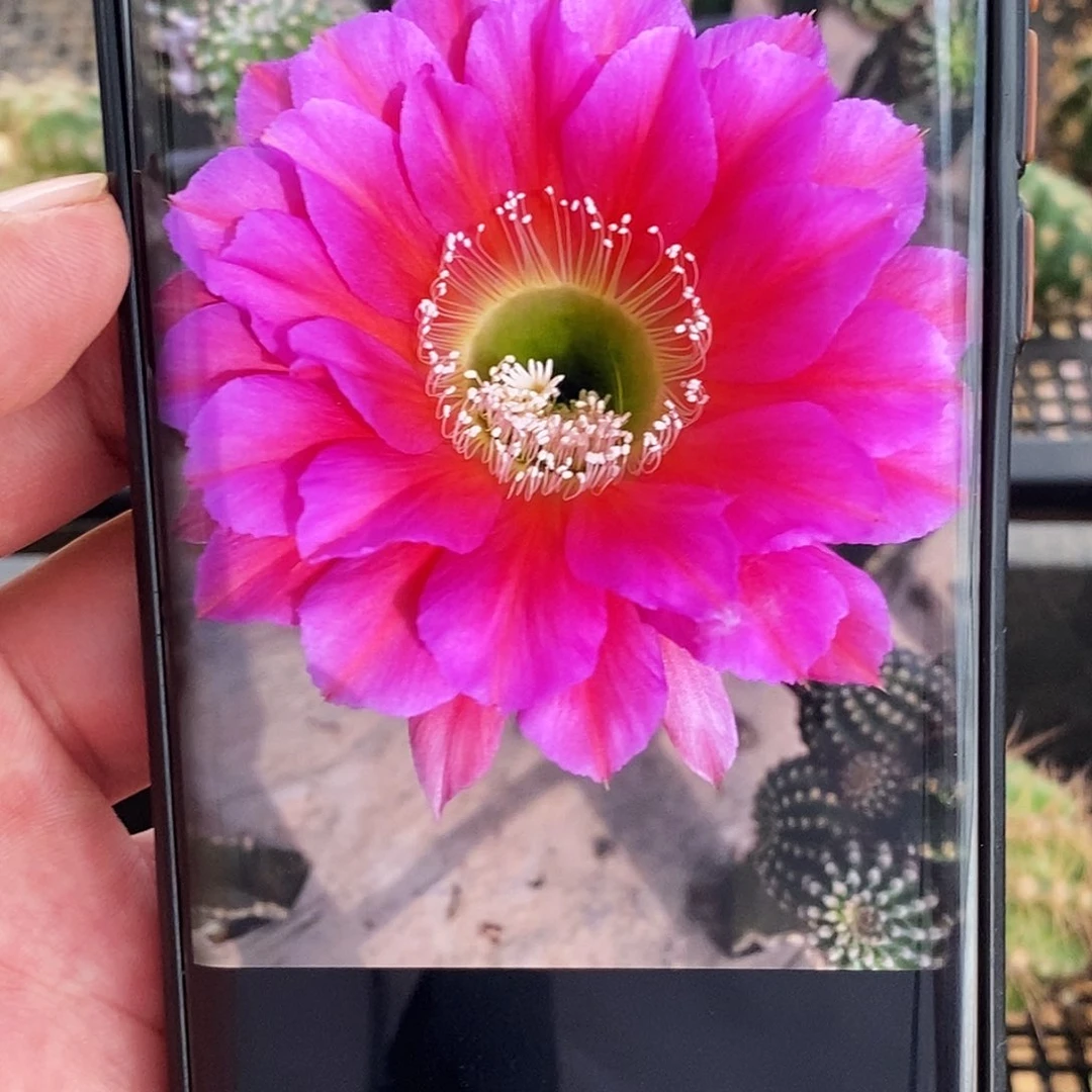 彩 浓桃筋侧芽歪20包邮/5公分左右