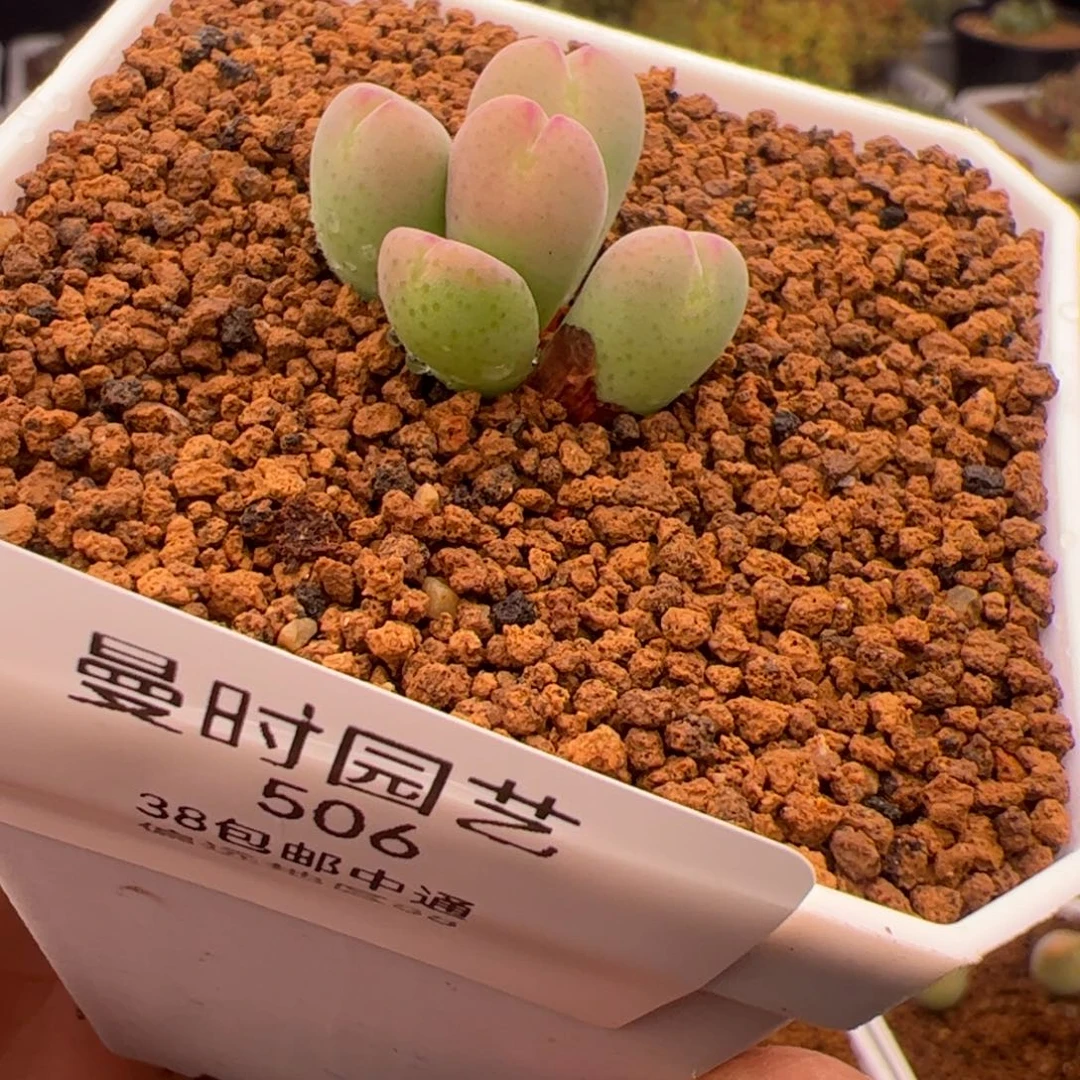 2.19将杂多肉植物506