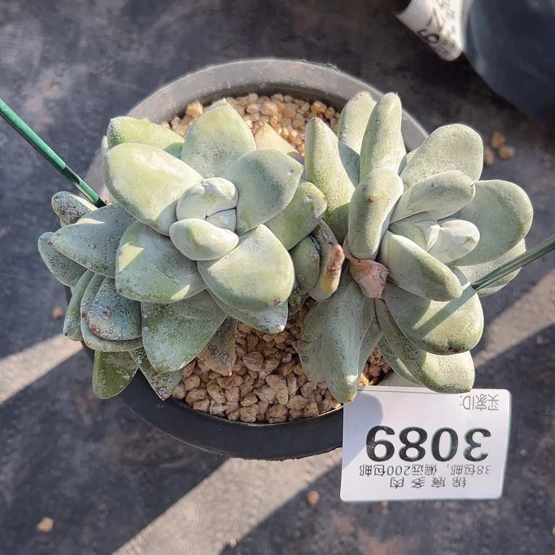 拇指一物一拍3089