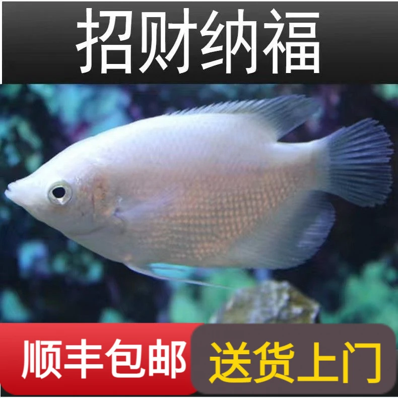 包邮招财鱼活体古代红尾招财热带观赏鱼红眼白招财鱼鱼混养