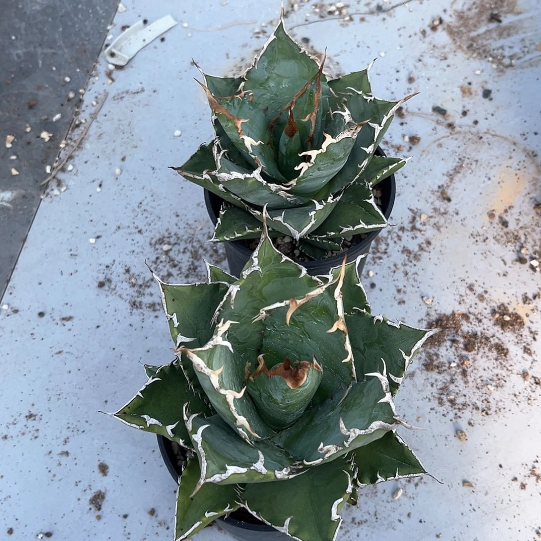 老白鲸2颗福利出