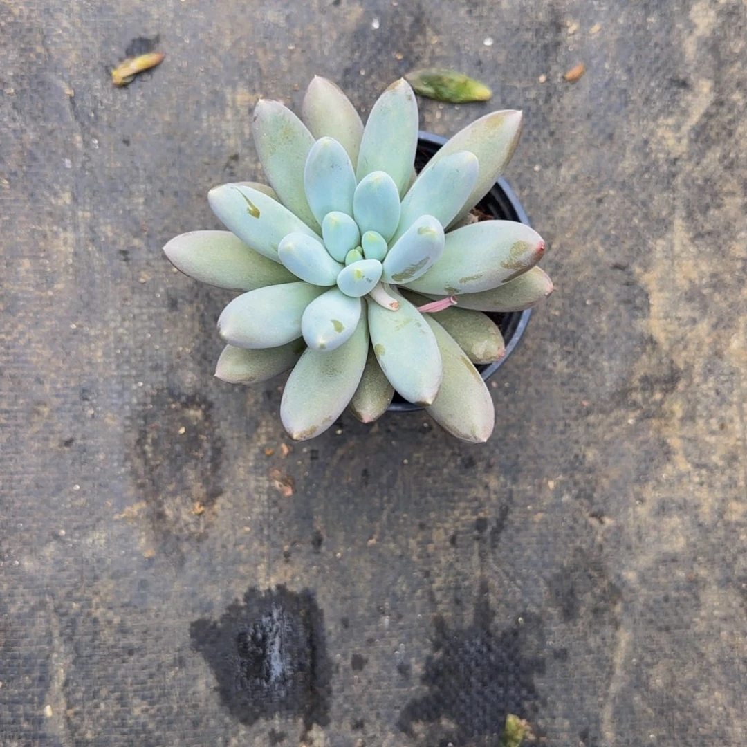 无花朵缘**尽1725。   哥特，单头，