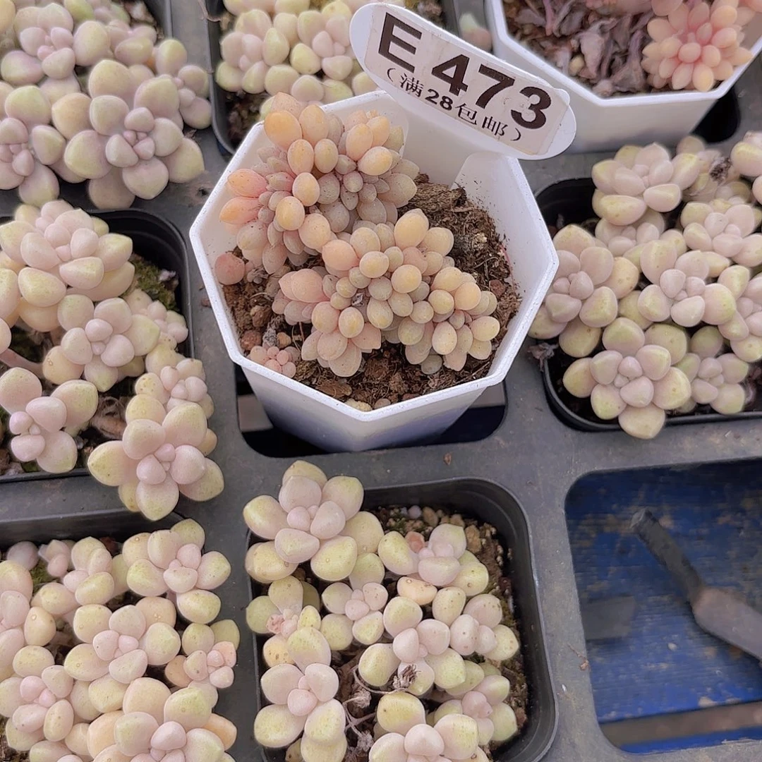 E473醉美人缀一物一拍