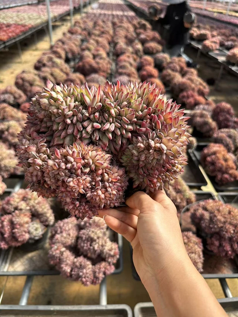 18#红拉糖缀多肉植物   前男友精品多肉sm0787