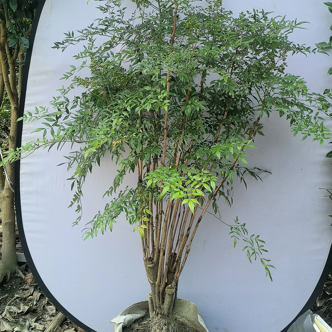 南天竹老桩大型盆栽净化空气适用水培植物于室内客厅竹俣红绿植