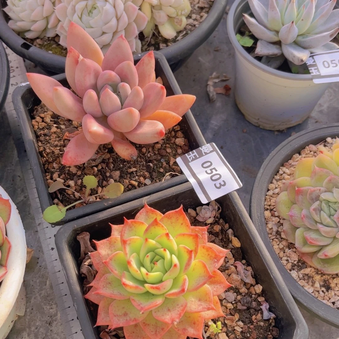 两颗多肉植物0503