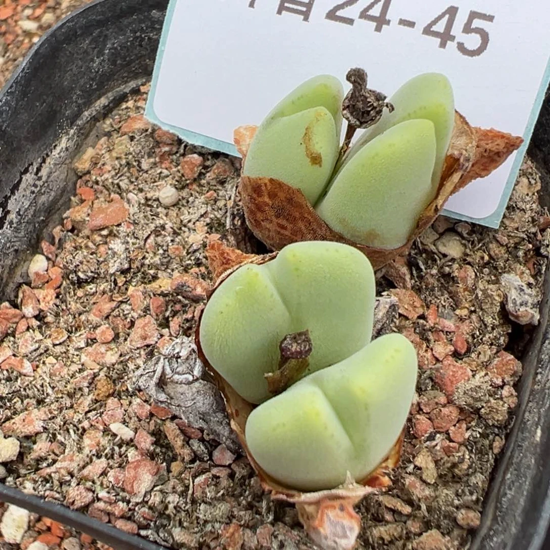24-45毛将多肉植物