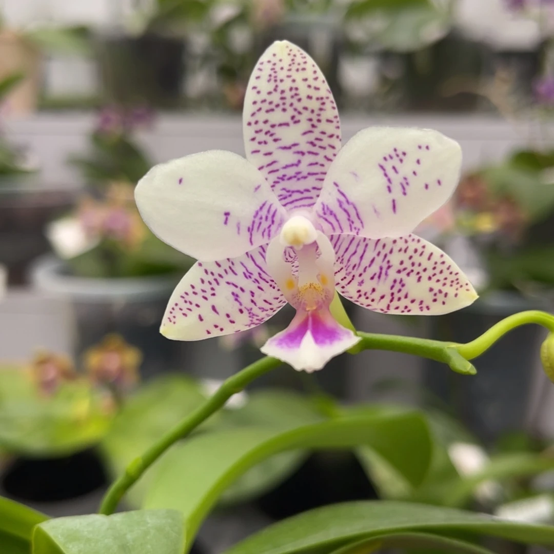 完全开放1819 2.8寸3695。一物一拍