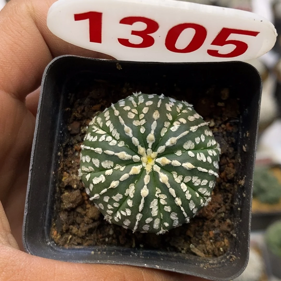 1305福利特价来了哦