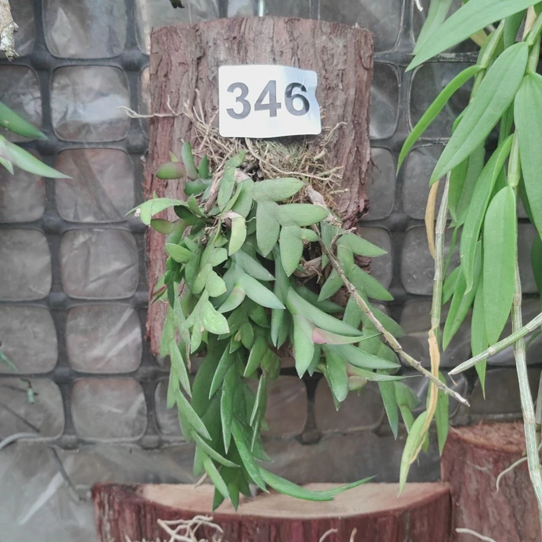 海346刀叶花卉花卉