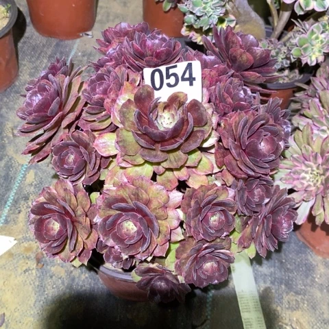 嗯红丝绒多肉植物法师不包损