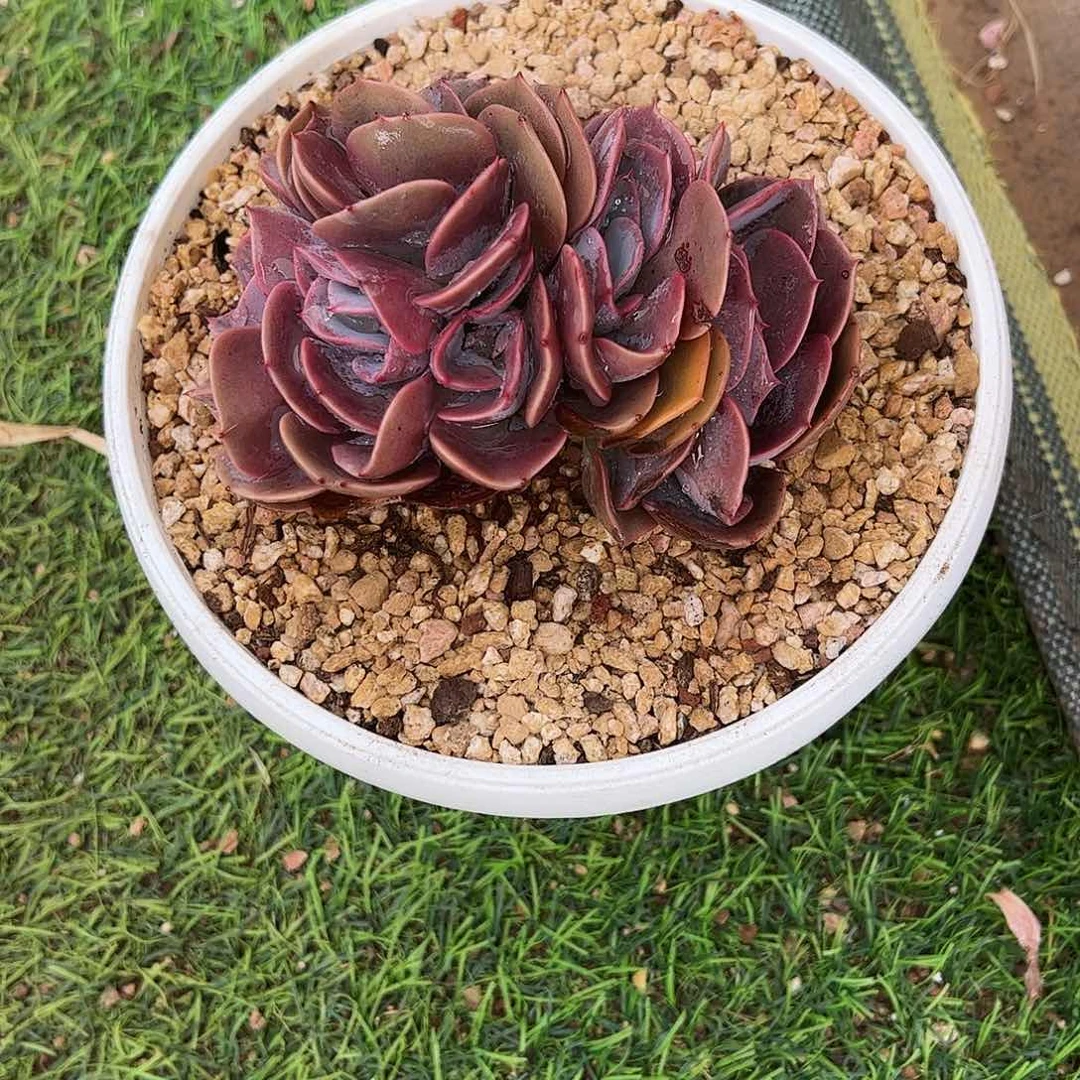 海*源尘埃玫瑰朵朵缀多肉植物