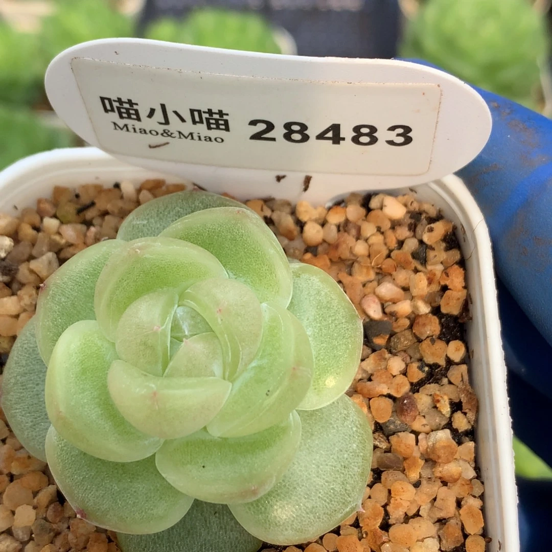 狗***板多肉植物杂交珍妮