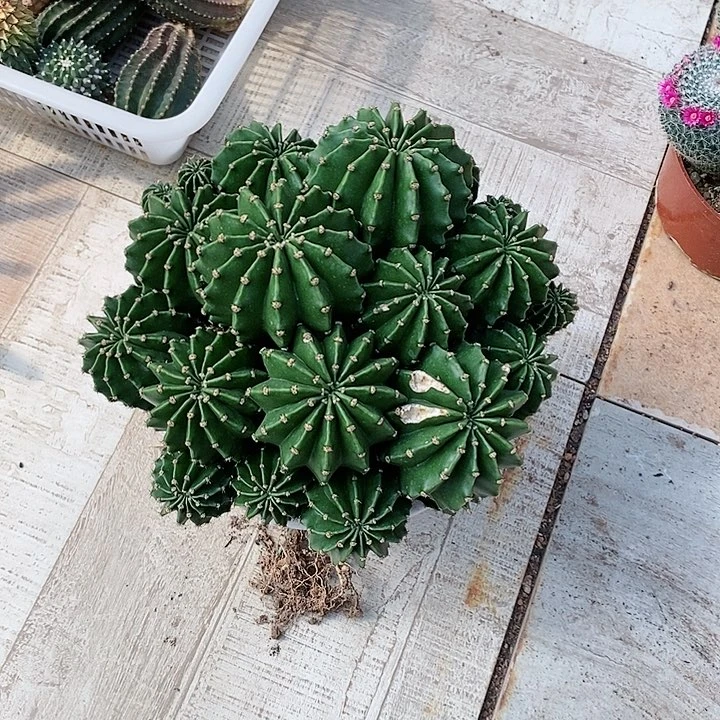 【闪购商品】金刚群生