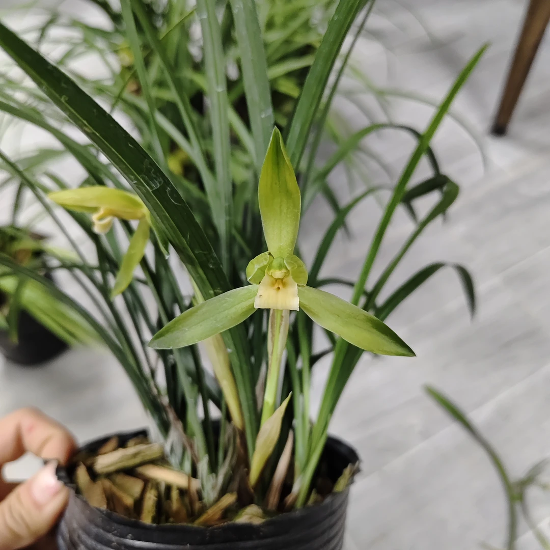 春兰【文团素】花期12-3月桌面兰好养花卉绿植办公室兰花苗