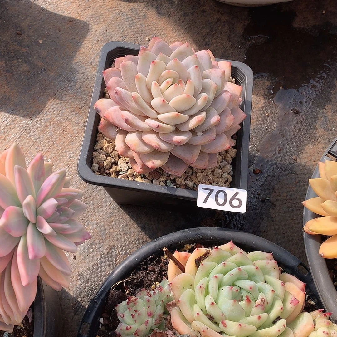 706 一物一拍多肉