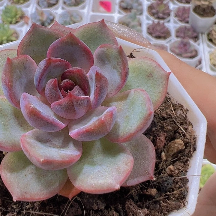 蓝莓19包邮多肉植物