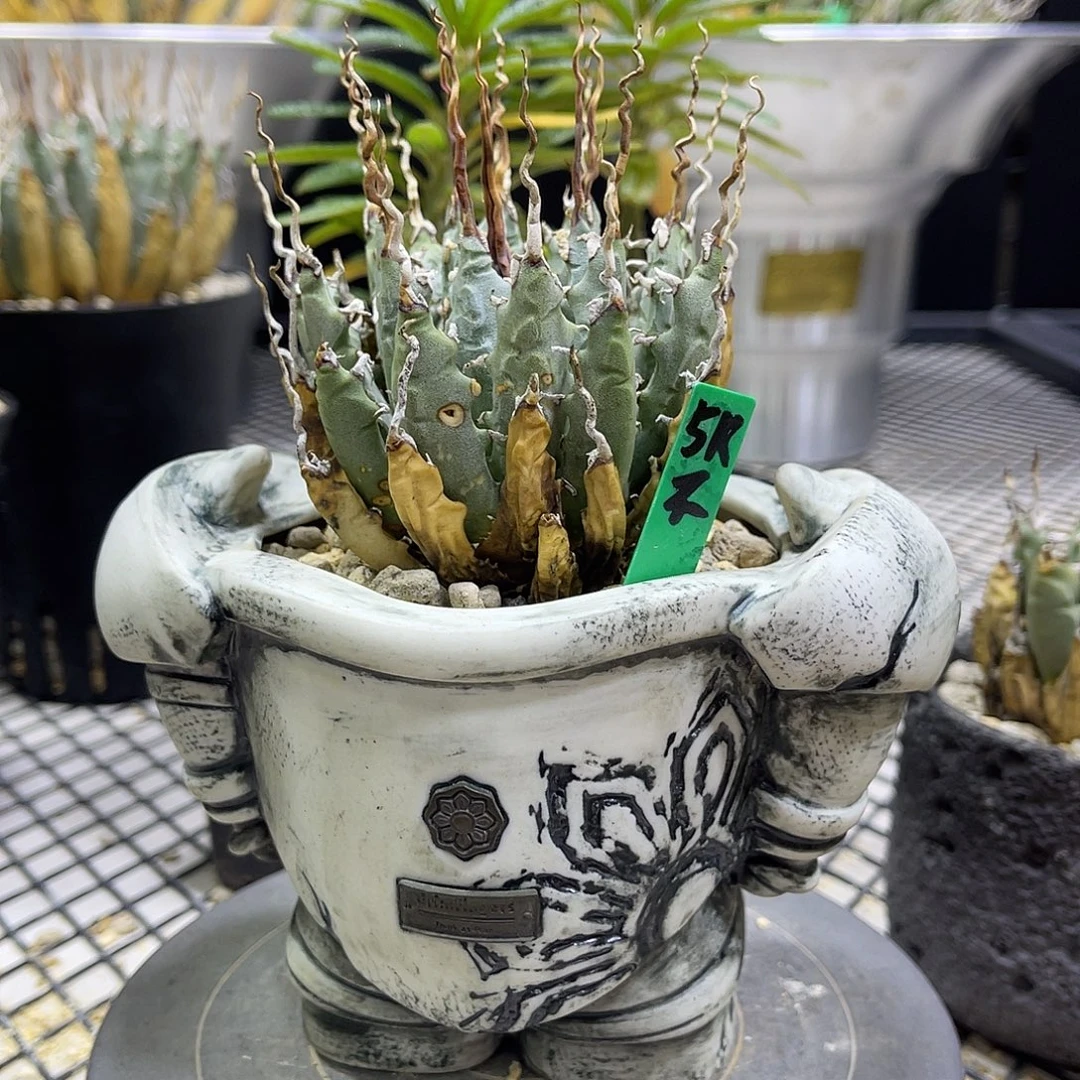 泡面刺好货好养好