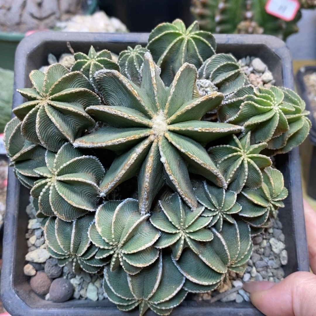 31号 出根 辛顿花笼13公分