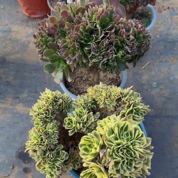 两颗星星一起在空中28默认微瑕