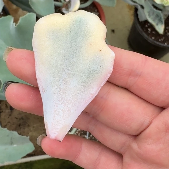 芭蕾舞者叶片一物一拍