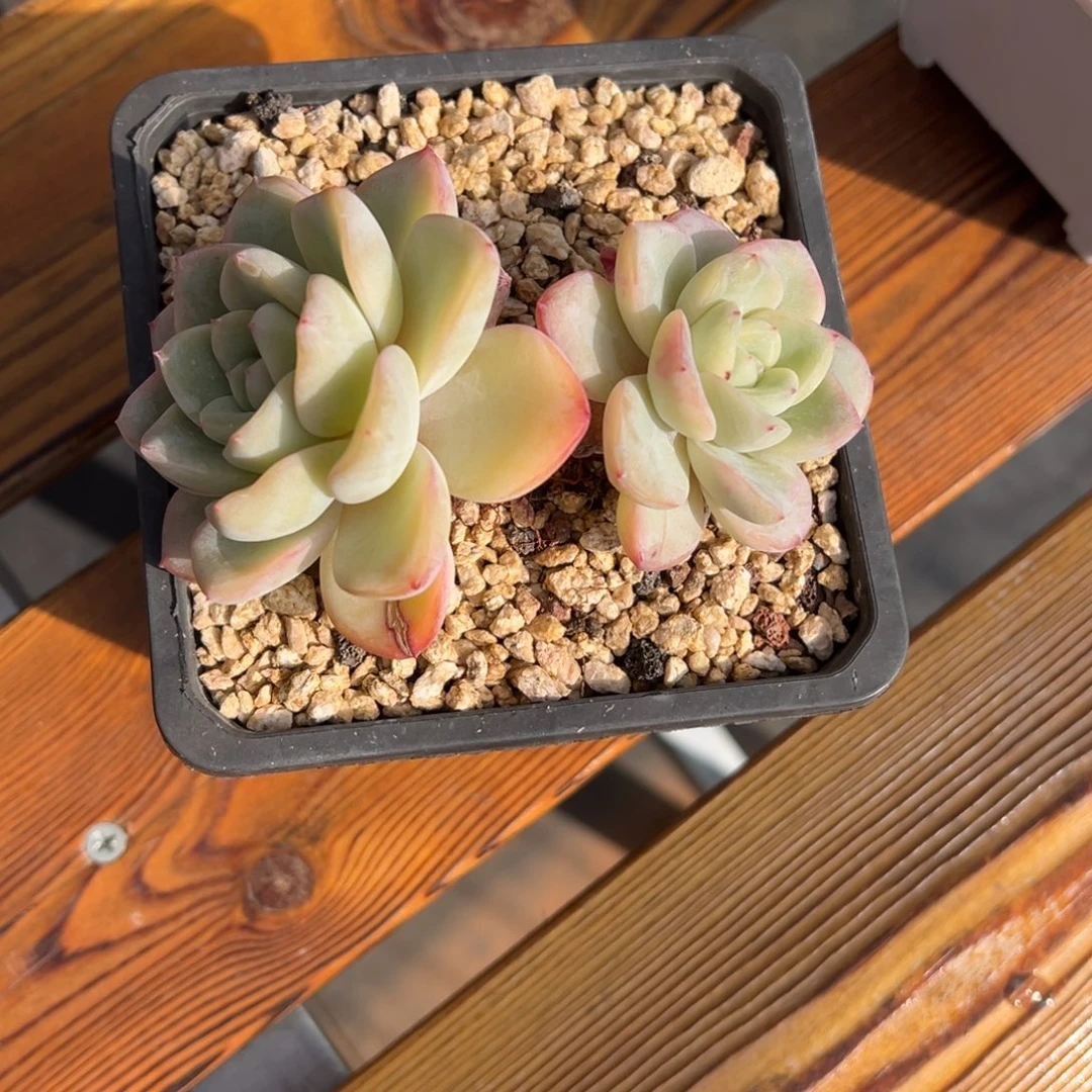 张张精品多肉泡芙双头